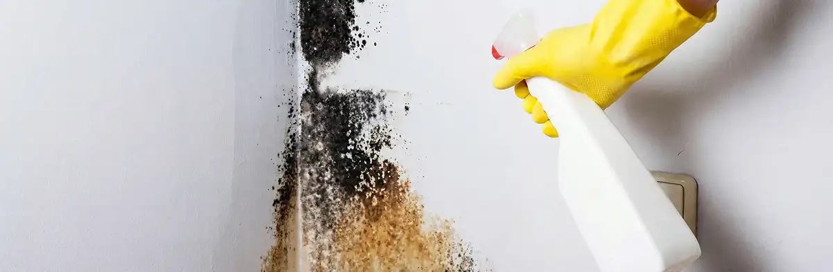 visible mold growth on an interior wall being treated during mold removal service in Omaha, NE